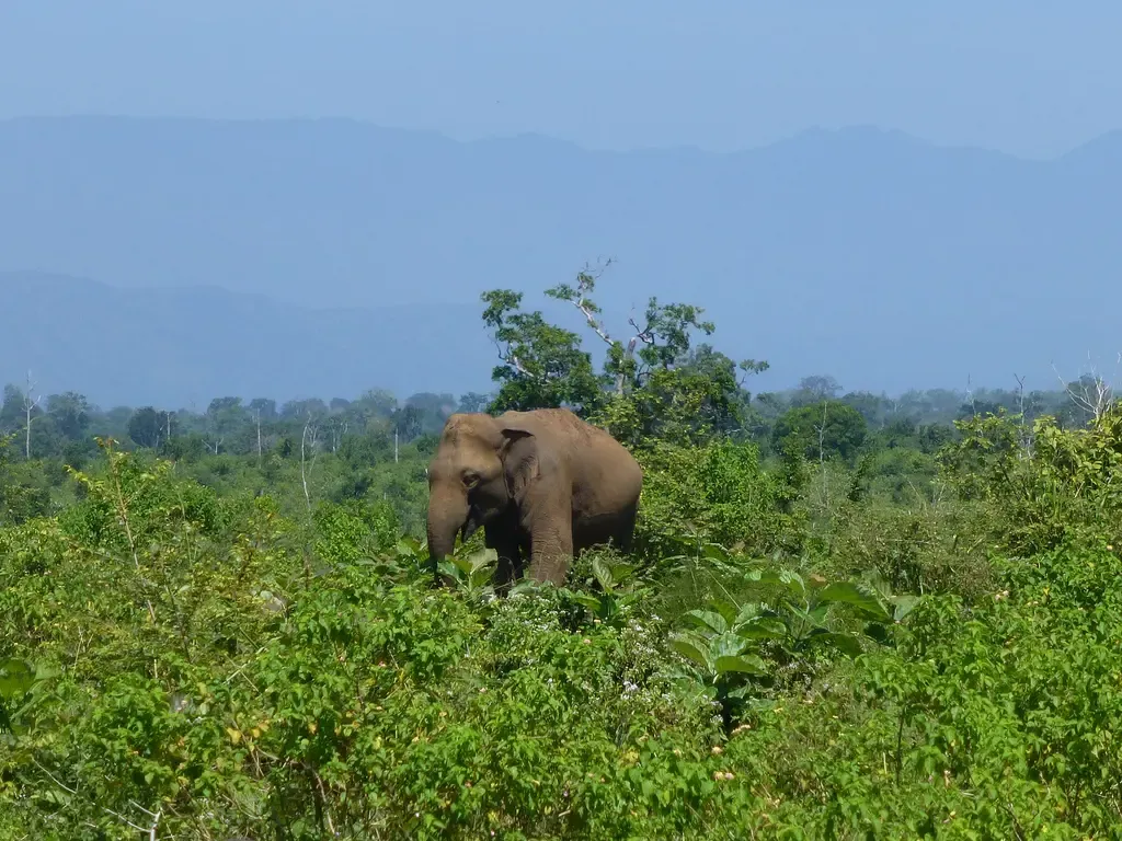Udawalawe National Park