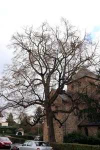 Linde an der evangelischen Kirche von Mittelheim