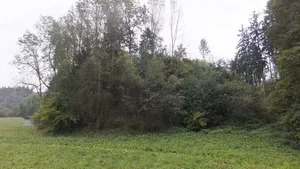 Burgstall Steinbach