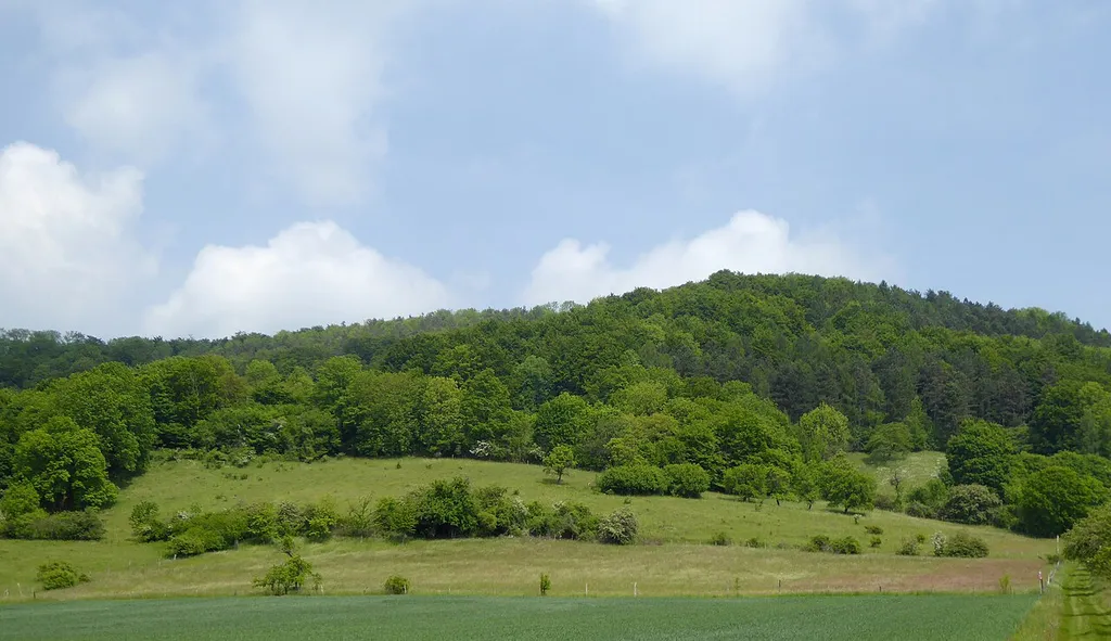 Blick von Süden auf die Hangwiesen am Burgberg, Teil des Naturschutzgebietes "Südliche Burgberghänge" im Naturpark Solling-Vogler, Landkreis Holzminden