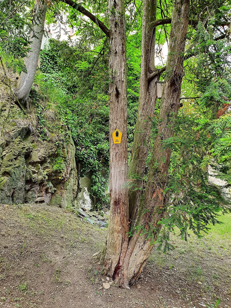 Naturdenkmal: Eibe ('Taxus baccata') in historischer Parkanlage unterhalb der Gattersburg am Muldeufer in Grimma
