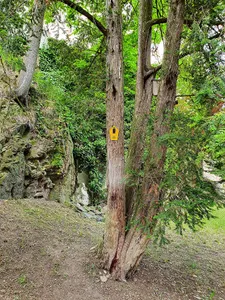 Eibe an der Gattersburg