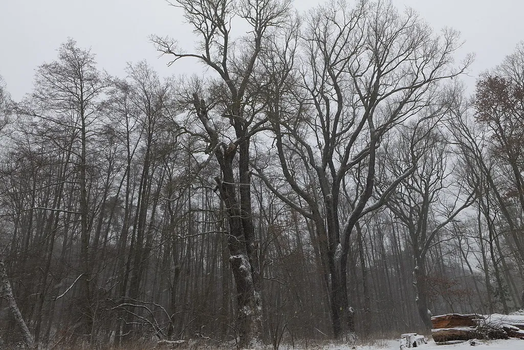 Als Naturdenkmal geschützte Eichen am Strand des Großen Lienewitzsees im Naturschutzgebiet Lienewitz-Caputher Seen- und Feuchtgebietskette bei Schnee am 7. Februar 2021.