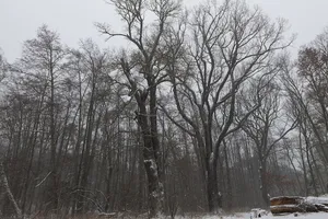 Naturdenkmal Eichen fast unmittelbar nördlich des Großen Lienewitzsee (am Badestrand) in Michendorf
