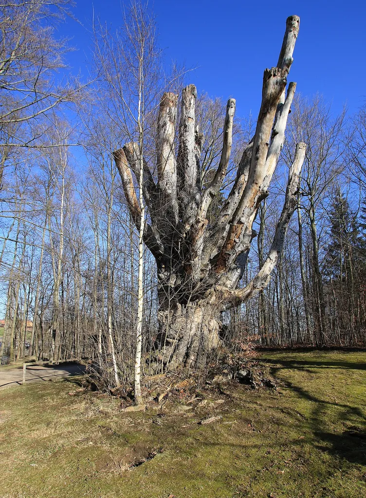 Naturdenkmal Tierparkbuche Facus Sylvatica im Tierpark Hirschfeld. Mit einem geschätzten Alter zwischen 400-500 Jahren ist diese Buche die älteste Buche im Landkreis Zwickau und einer der ältesten Bäume im Tierpark. Die Buche hat einen Stammumfang von ca. 7,20 m und ist ca. 27 m hoch.