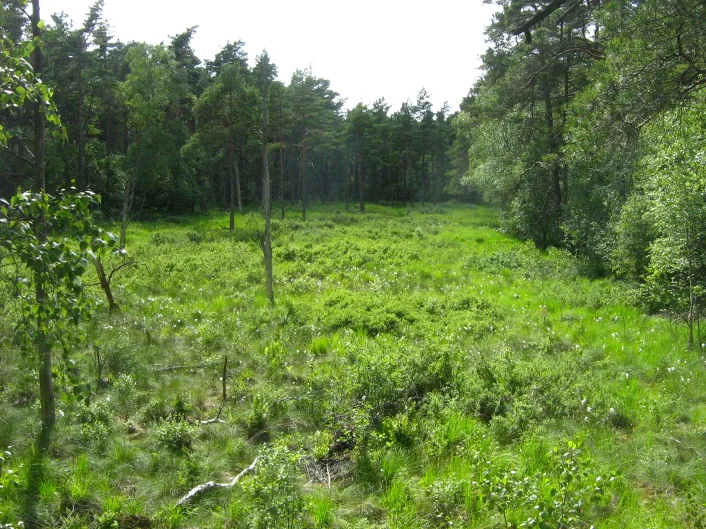 Das Dänschenburger Moor ist eines der größten Hochmoore Norddeutschlands. Durch Wasserabsenkung ist das Moor inzwischen fast vollständig mit Kiefern und Birken bewaldet. (NSG „Großes Moor bei Dänschenburg“ N21, 71 ha, Gemeindegebiet der Stadt Marlow, Landkreis Nordvorpommern, Mecklenburg)