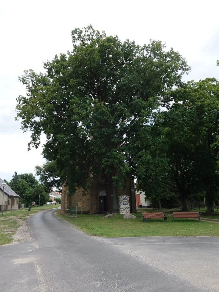 Northern view of the oak of peace in Klandorf, Schorfheide municipality, Barnim district, Brandenburg state, Deutschland.