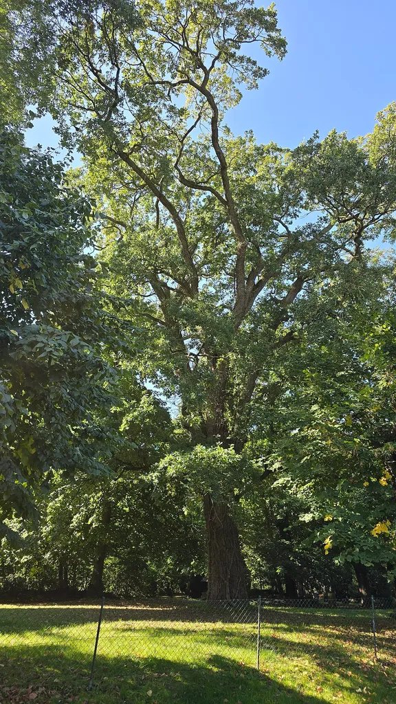 Naturdenkmal Eiche an der Dorfkirche Rohrlack