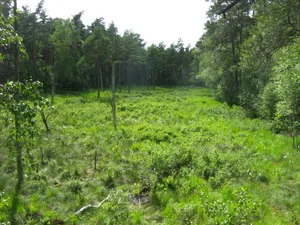 Dänschenburger Moor und Teufelsmoor bei Gresenhorst