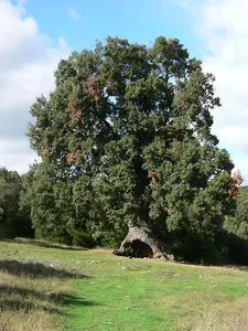 Three-Legged Spanish Oak of Mendaza