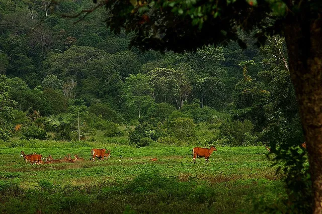 Alas Purwo National Park