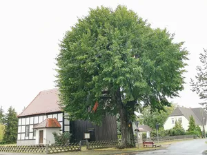 Sommerlinde an der Dorfkirche Lieske