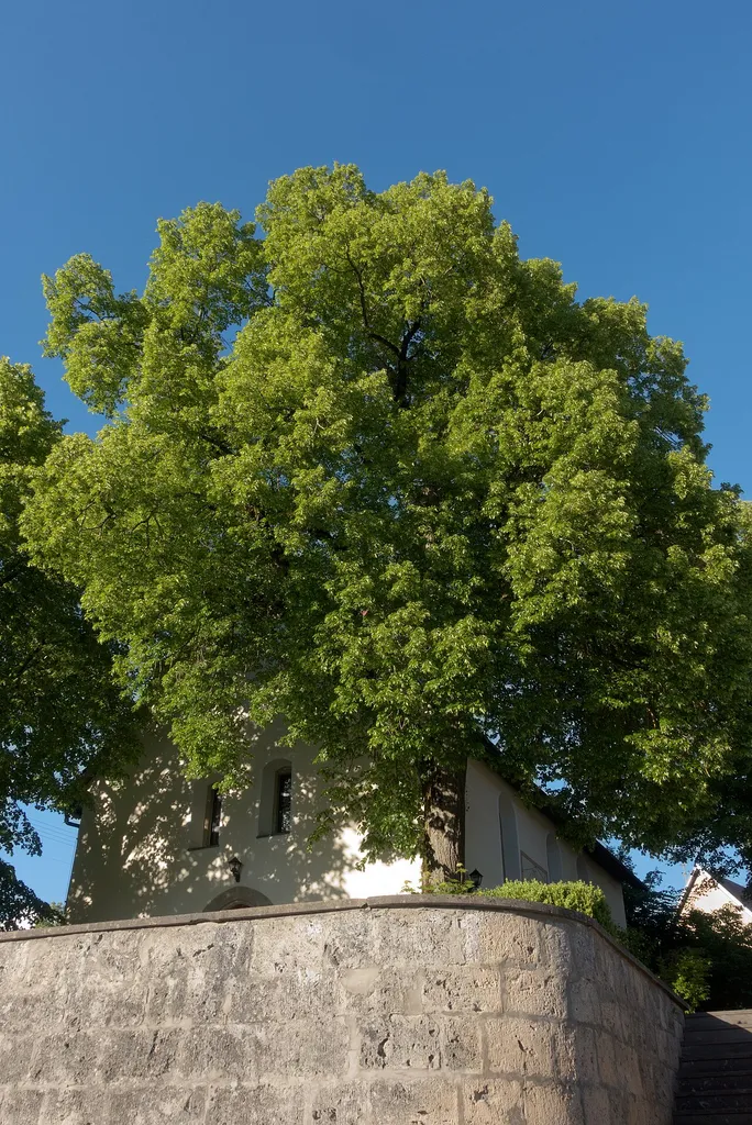 Line bei der Kirche, Wittlingen, Bad Urach, Landkreis Reutlingen, Baden-Württemberg. Einzelgebilde-Naturdenkmal mit der Schutzgebietsnummer 84150780084
