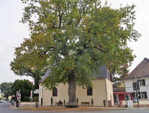 Luthereiche an der evangelischen Kirche