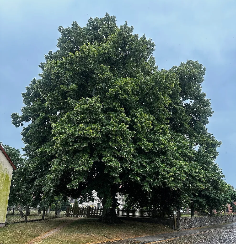 Naturdenkmal Dorf-Linde in Jeserig/Fläming, in der Ortslage hinter der Kirche, vor Eingang zum Kirchhof