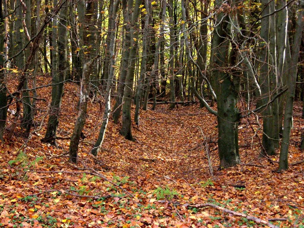 Blick vom Waldweg nach Süden auf den Wall der Erigaburg, in der Mitte ist der Graben zu erkennen