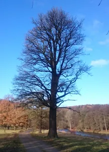 Stiel-Eiche Wechselburg