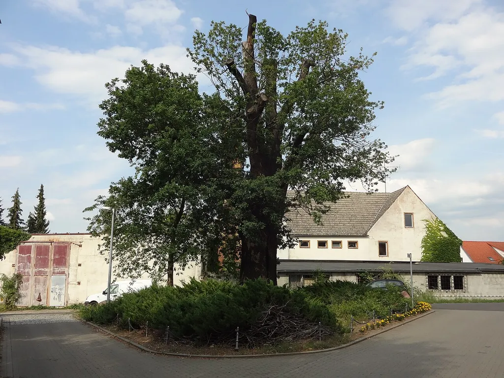 Naturdenkmal Stieleiche Ecke Feldstraße/Hauptstraße in Zerkwitz