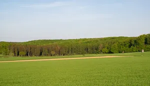 Hinnenburger Forst mit Emder Bachtal