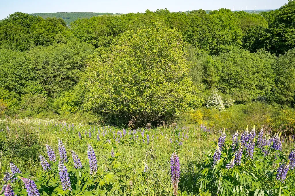 Bahndamm der ehemaligen Bahnstrecke Kassel-Altenbeken bei Willebadessen im LSG Naturpark Eggegebirge und Teutoburger Wald