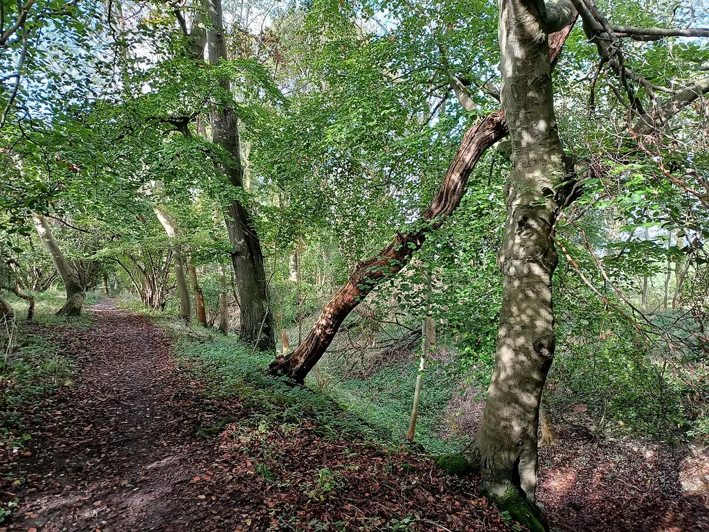 Grim's Ditch between Mongewell and Nuffield, Oxfordshire, England. Late Iron Age or early Romano-British, Scheduled Monument. The Ridgeway long-distance footpath runs along it.