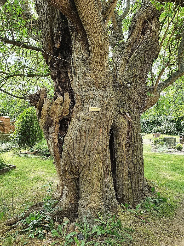 Naturdenkmal im Landkreis Oder-Spree - Maulbeerbaum 1 (Morus alba) neben Dorfkirche Birkholz