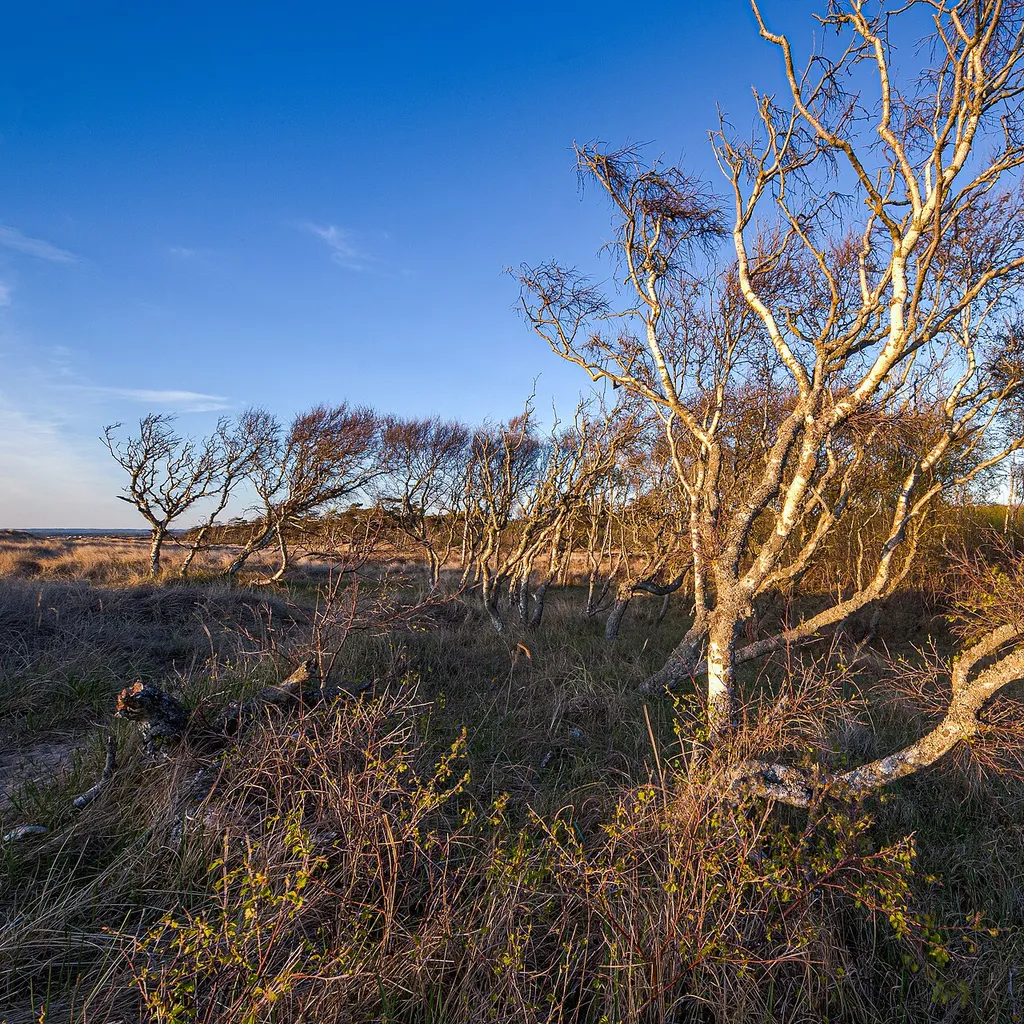 Birches near the sandy beach of nature reserve Ängelholms strandskog