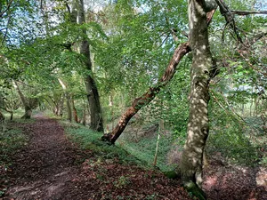 Grim's Ditch; portion from Mongewell Park Lodge to S of Nuffield church