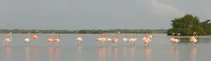 Flamingos Fauna and Flora Sanctuary