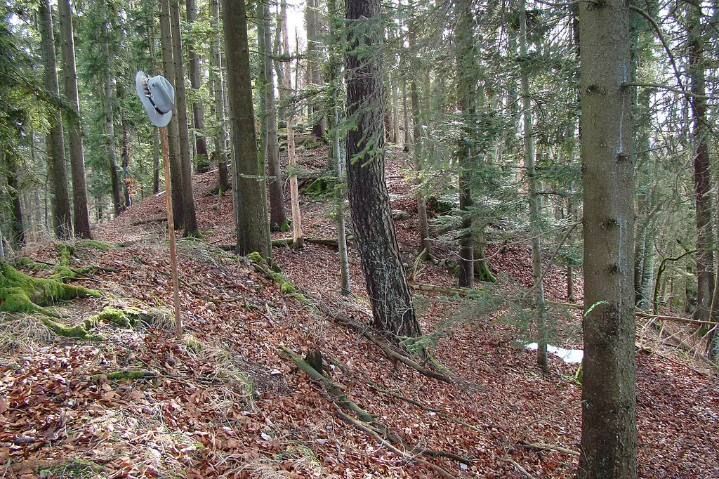 Burgfläche in Richtung Süden