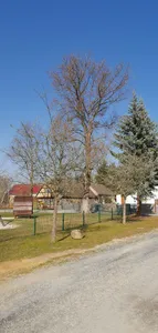 Naturdenkmal Bergulme am Kinderspielplatz in Dreska