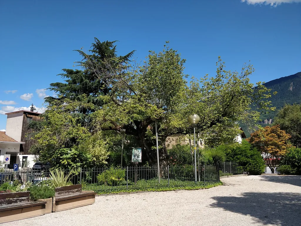 pianta monumentale a Laives