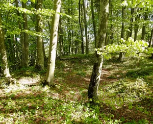 Burgstall Widdersberg