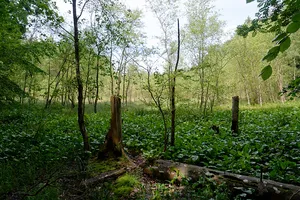 Wälder und Seeufer östlich des Ratzeburger Sees