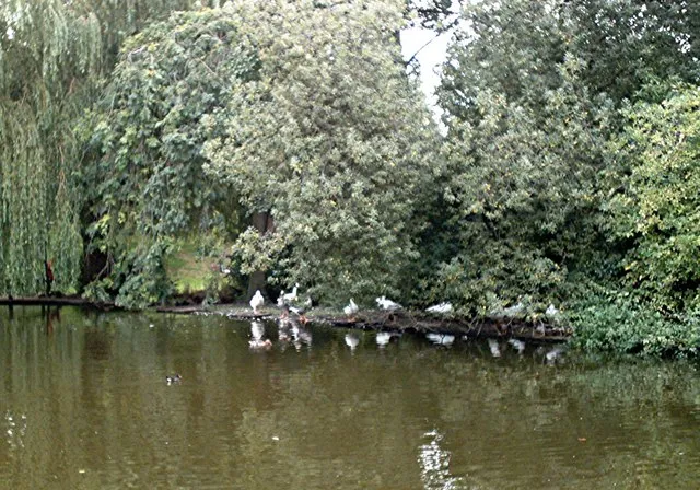 The duck pond, Southchurch Hall Ducks on the large duck pond in the gardens of Southchurch Hall.