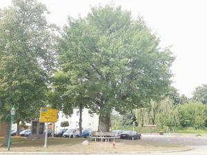 Naturdenkmal Stieleiche hinter der Kirche