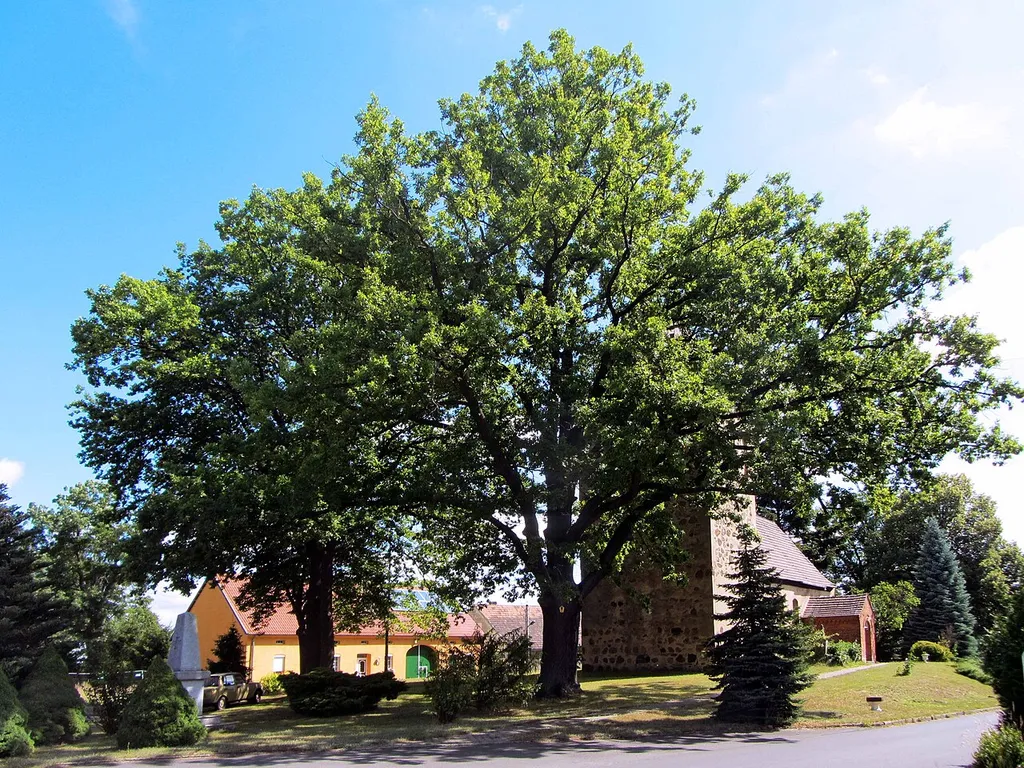 Friedenseiche 1870/71 in Proßmarke