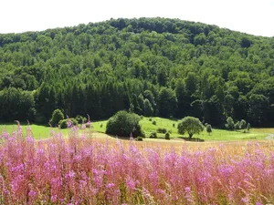 Graburg mit ihren Kalkklippen, Erlen, Eiben