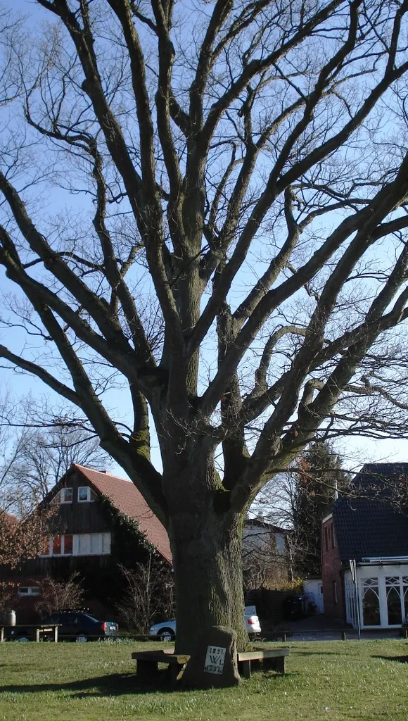 Wilhelmseiche