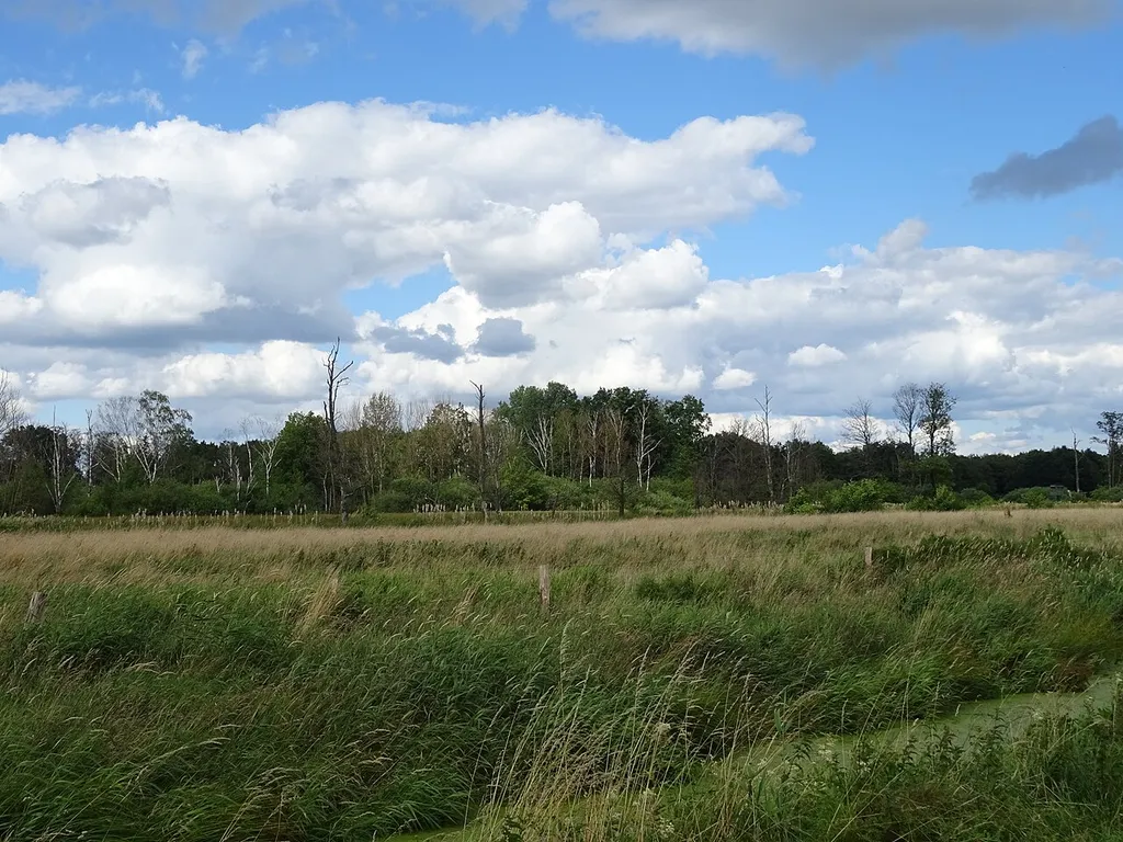 NSG HA 027 Hagenburger Moor