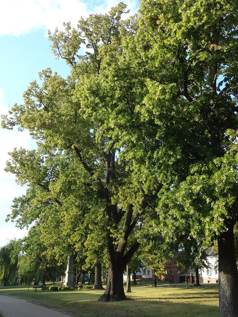 Naturdenkmal Linde in der Dorfaue vor Haus Nr. 31 in Glienick (Blankenfelde-Mahlow)