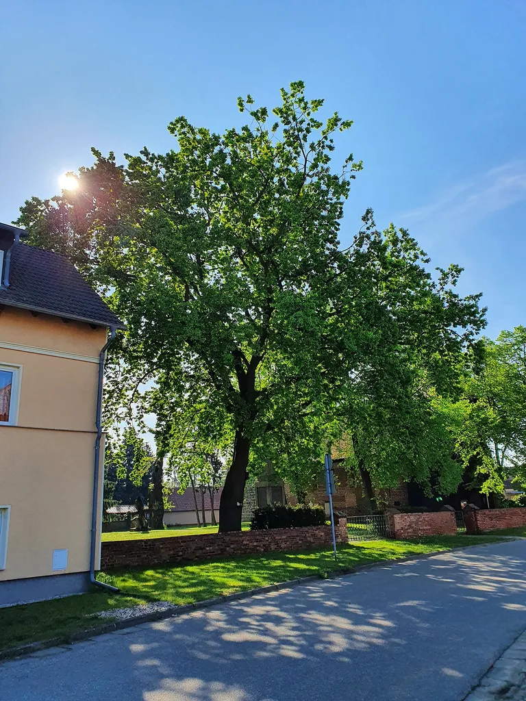 Das Naturdenkmal Stieleiche 2 (hinten) neben der Kirche in Steinkirchen, einem Ortsteil von Lübben (Spreewald) im Landkreis Dahme-Spreewald in Brandenburg.