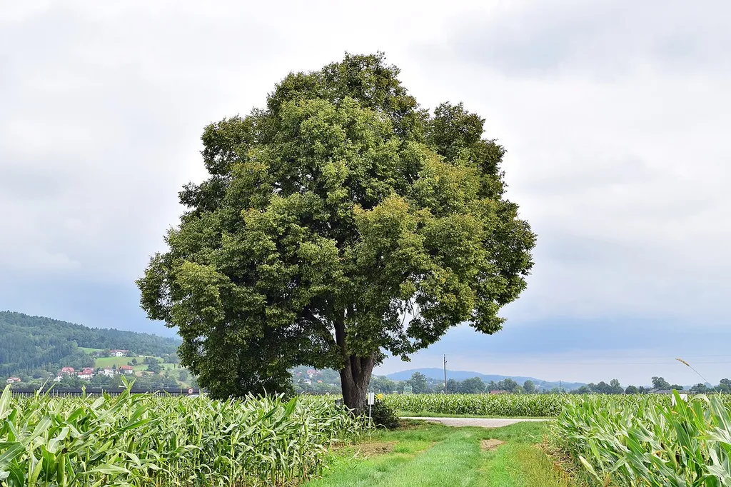 This media shows the natural monument in Upper Austria with the ID nd325.