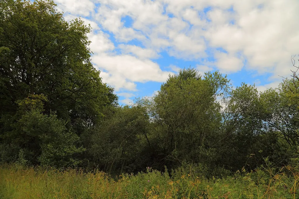 At the southern edge of the nature reserve (Naturschutzgebiet) „Neuenkirchener Moor“ in Neuenkirchen, Landkreis Osnabrück, Lower Saxony, Germany.