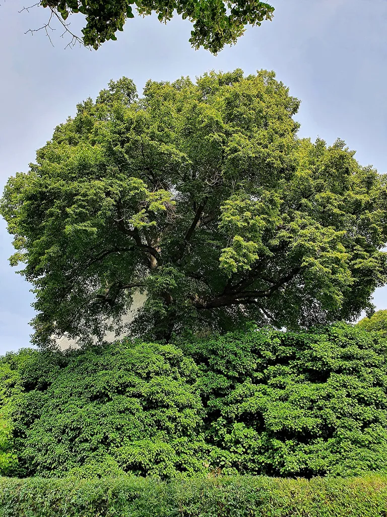 Naturdenkmal: Linde auf dem Kirchhof der Evangelischen Stadtkirche Mutzschen