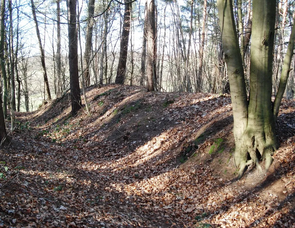 Vorburgwall Süd im Riesebusch in Bad Schwartau