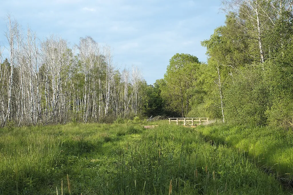Nature reserve Pfrungener-Burgweiler Ried, Wilhelmsdorf, Baden Wurttemberg, Germany