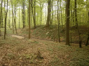 Burgwall Wildberg (Kastorfer See)