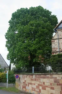 Kirchenlinde von Meineringhausen