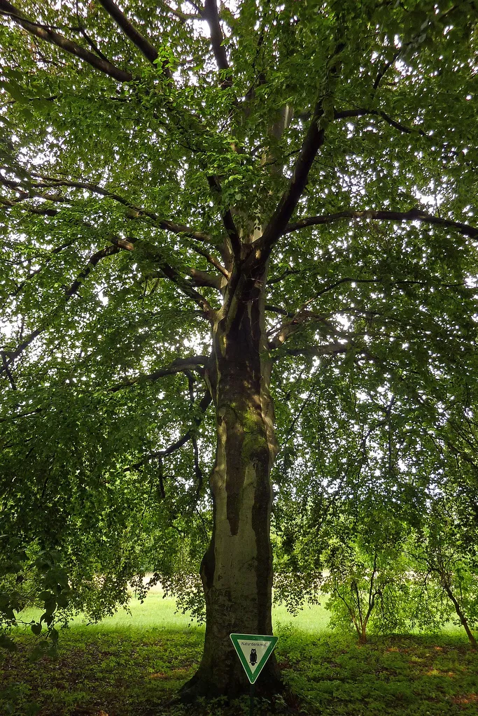 Blut-Buche Tierpark Berlin